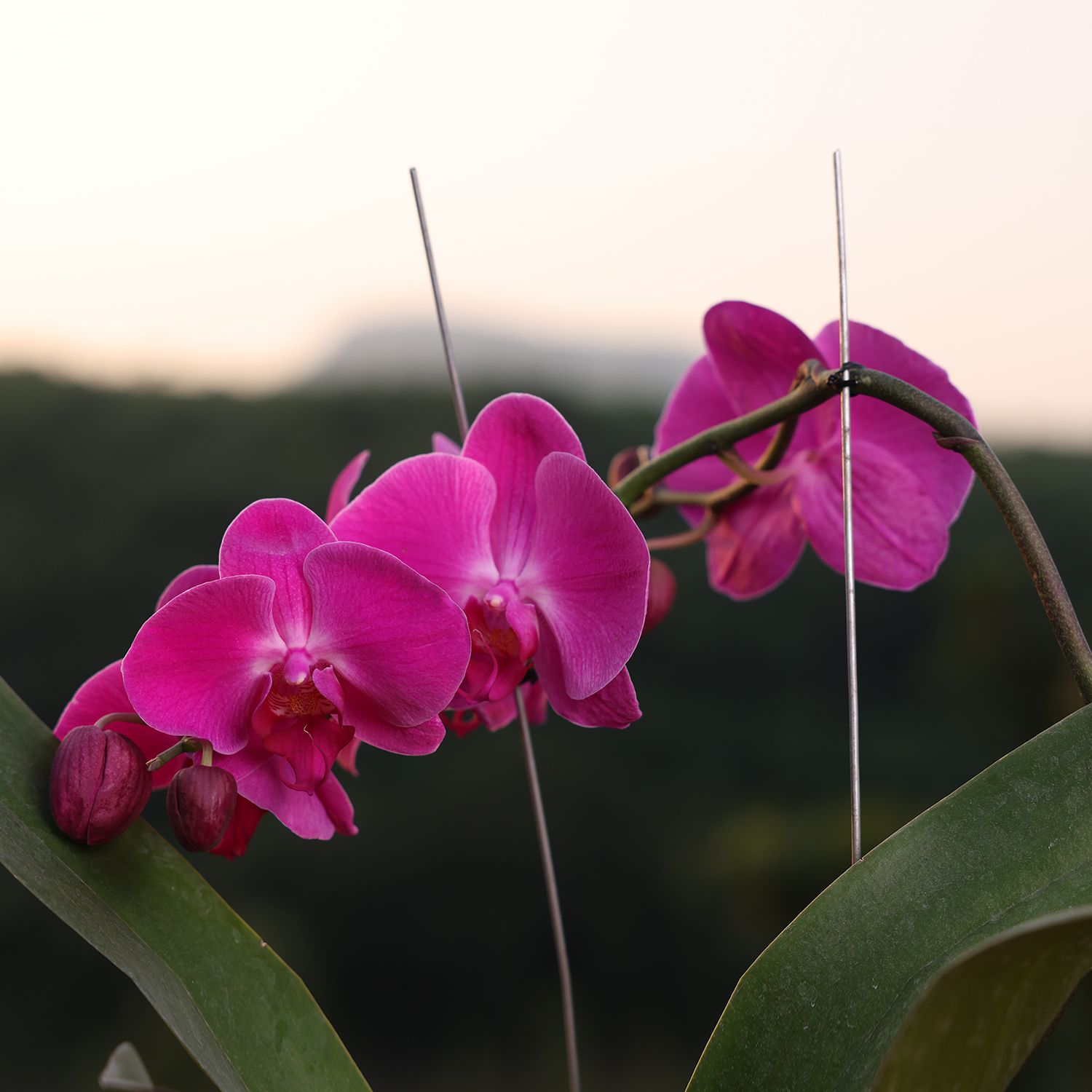  Purple Phalaenopsis Orchids – The Epitome of Grace and Beauty for Your Home_1