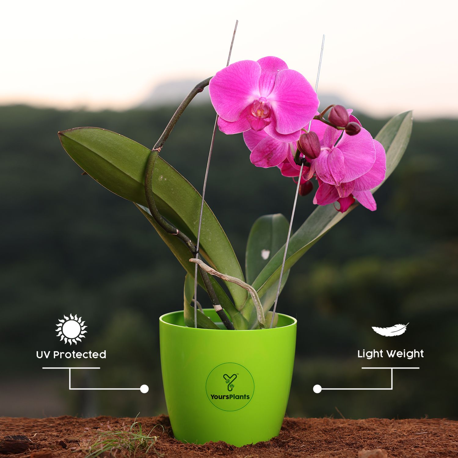  Purple Phalaenopsis Orchids – The Epitome of Grace and Beauty for Your Home_2