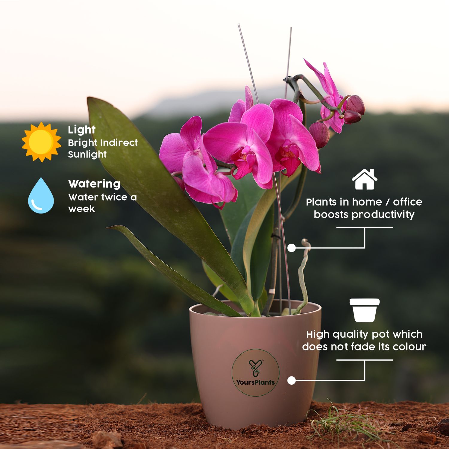  Purple Phalaenopsis Orchids – The Epitome of Grace and Beauty for Your Home_3