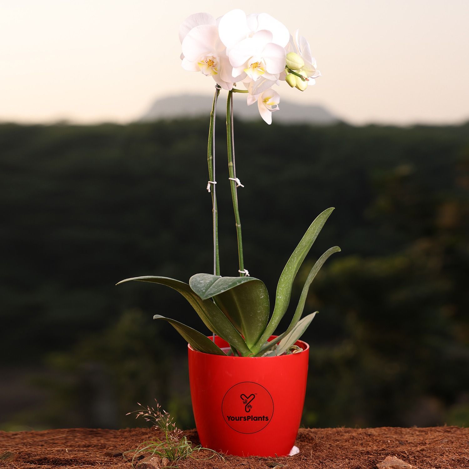 White Phalaenopsis Orchids – The Epitome of Grace and Beauty for Your Home_0