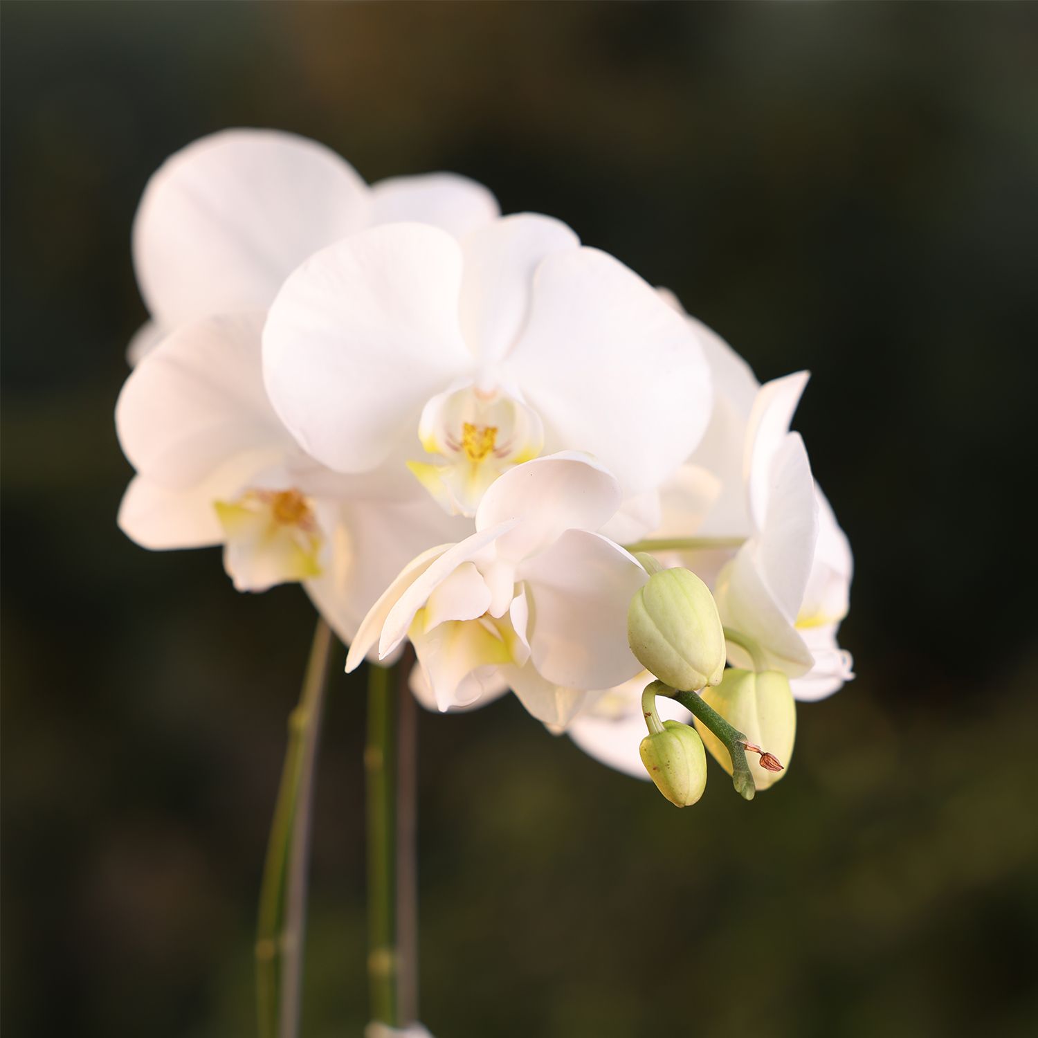 White Phalaenopsis Orchids – The Epitome of Grace and Beauty for Your Home_1