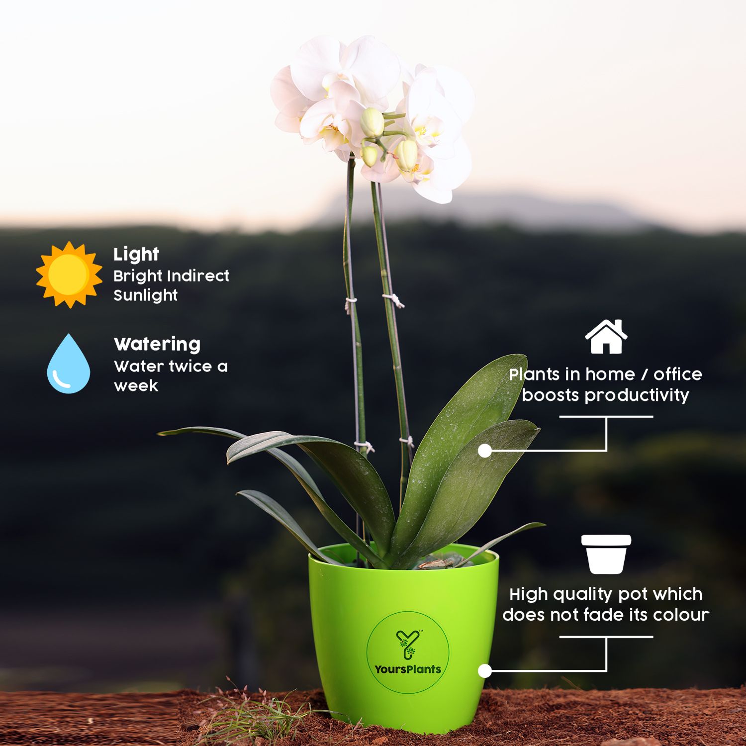 White Phalaenopsis Orchids – The Epitome of Grace and Beauty for Your Home_5