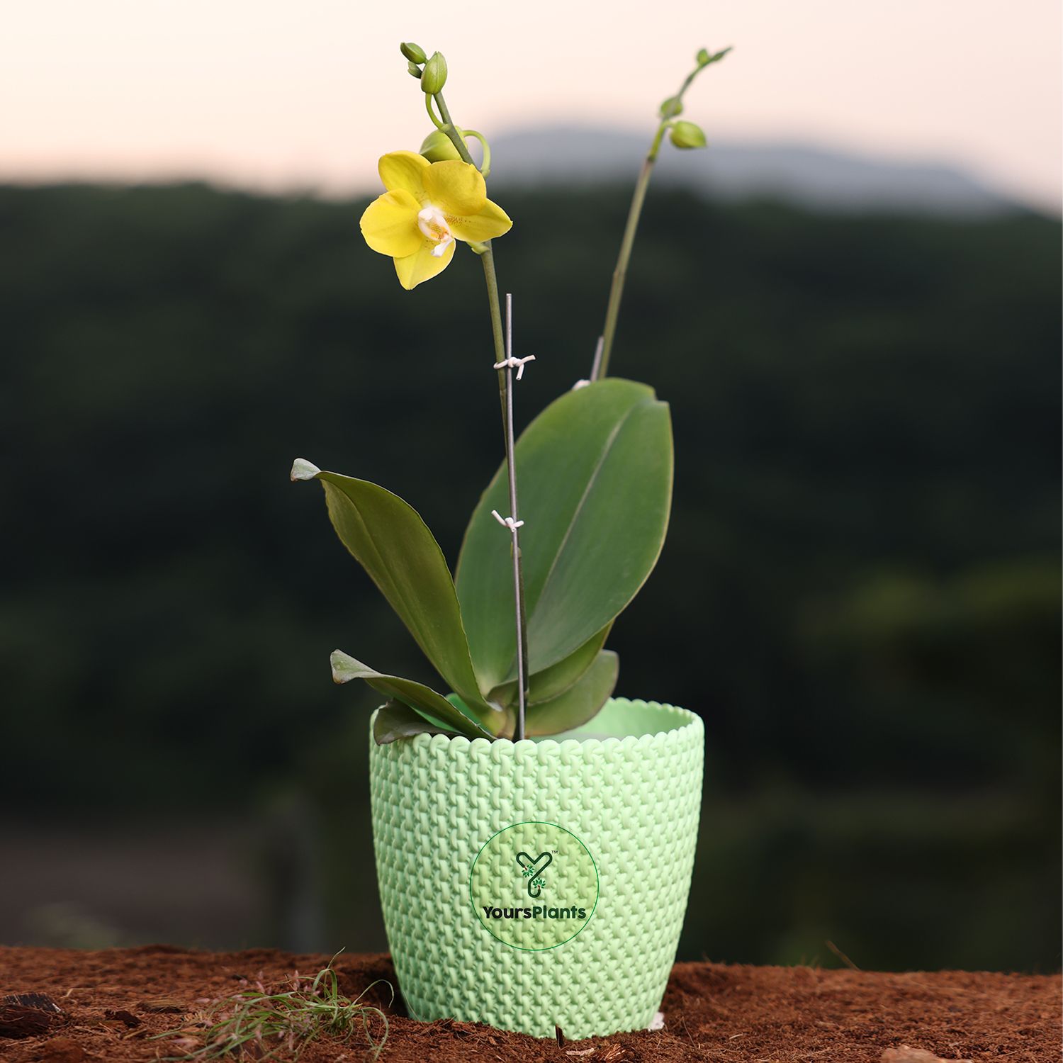  Yellow Phalaenopsis Orchids – The Epitome of Grace and Beauty for Your Home_0
