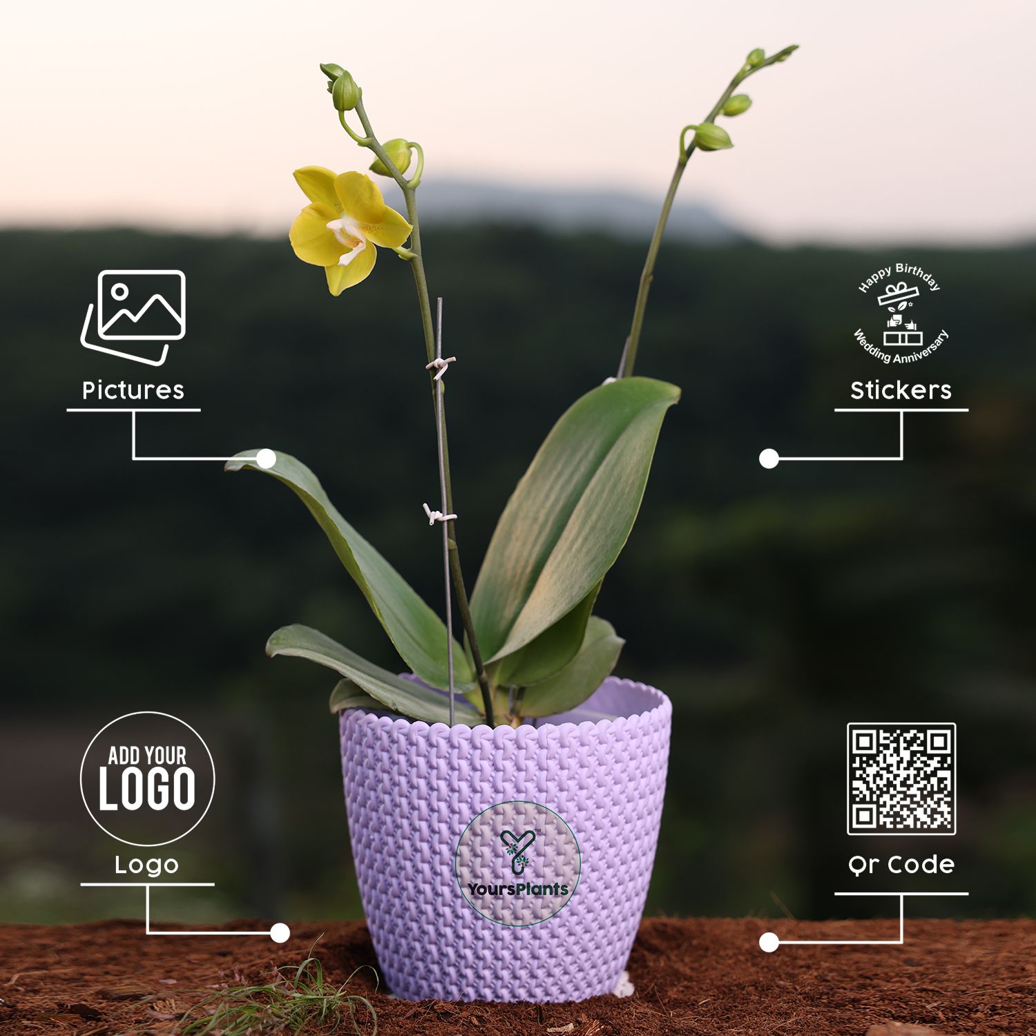  Yellow Phalaenopsis Orchids – The Epitome of Grace and Beauty for Your Home_2