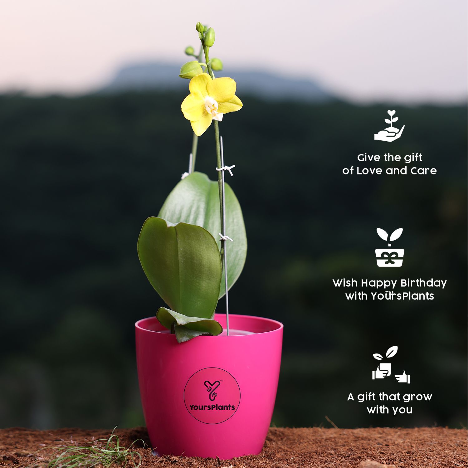  Yellow Phalaenopsis Orchids – The Epitome of Grace and Beauty for Your Home_3