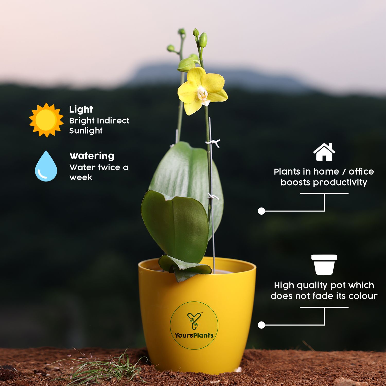  Yellow Phalaenopsis Orchids – The Epitome of Grace and Beauty for Your Home_6
