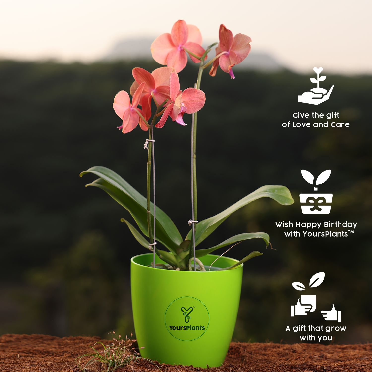 Orange Phalaenopsis Orchids – The Epitome of Grace and Beauty for Your Home (Copy)_2