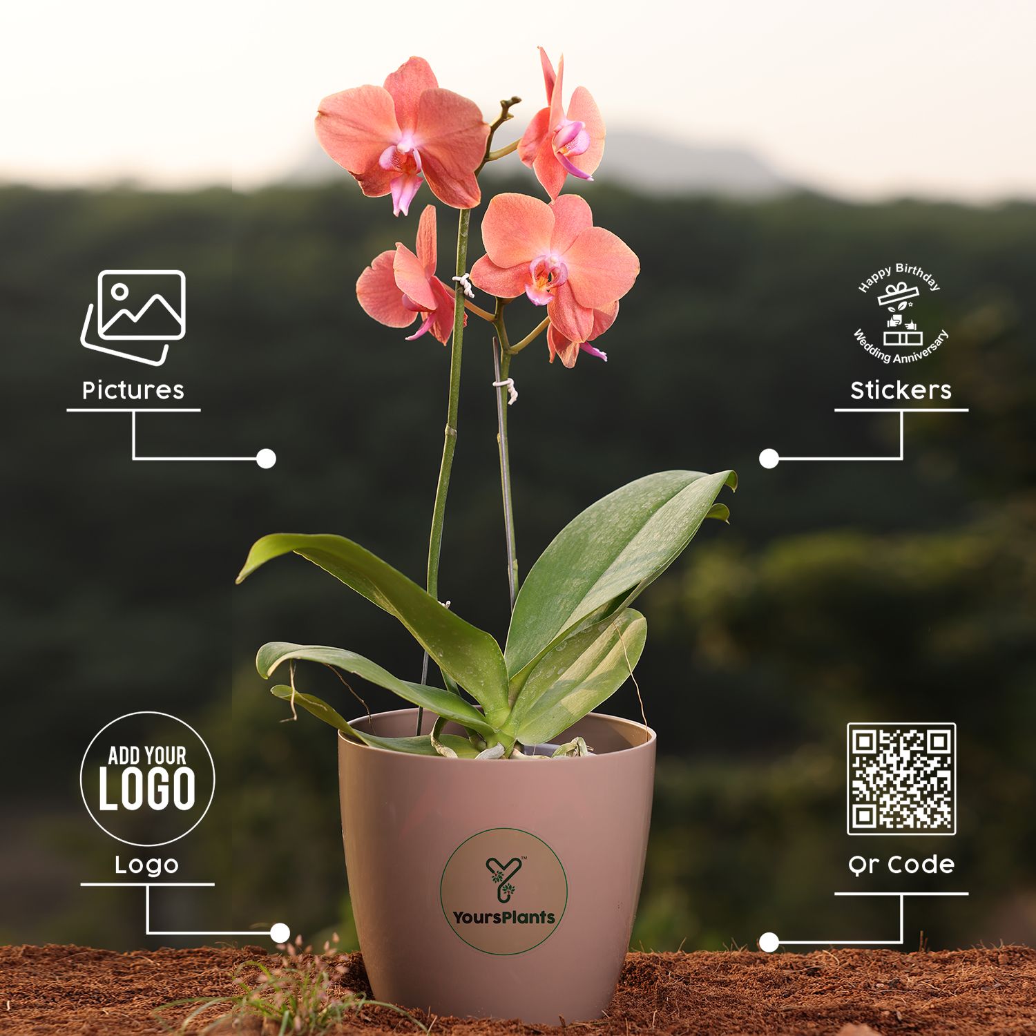 Orange Phalaenopsis Orchids – The Epitome of Grace and Beauty for Your Home (Copy)_3
