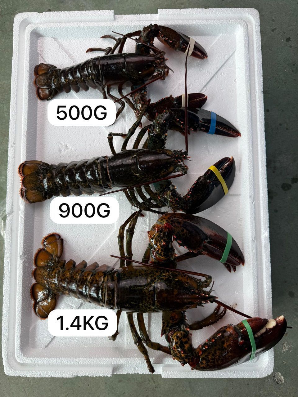 【FRESH LIVE】Boston Lobster - Premium & Hidup_4