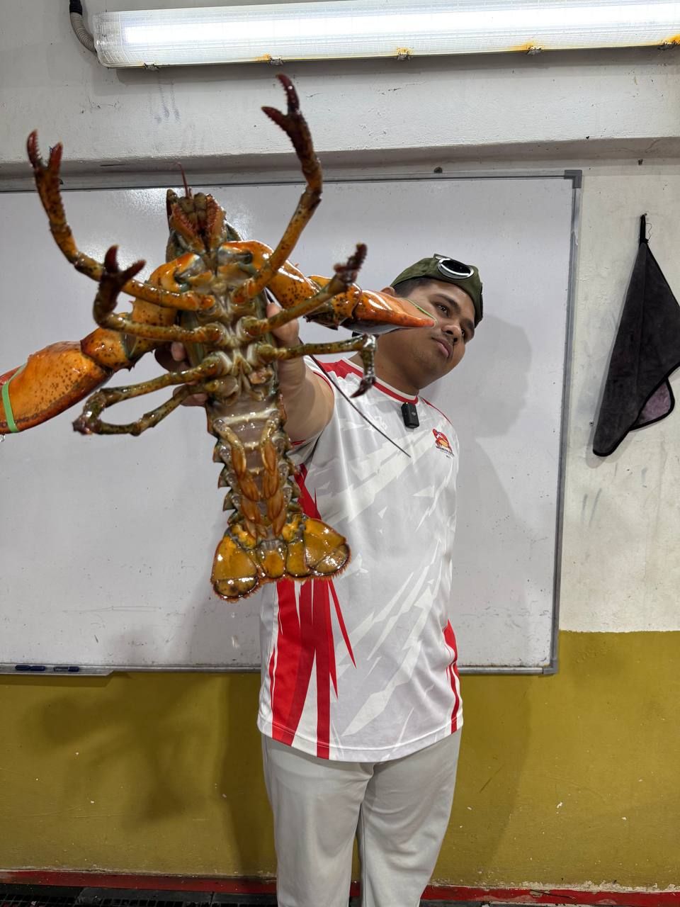 【FRESH LIVE】Boston Lobster - Premium & Hidup_6