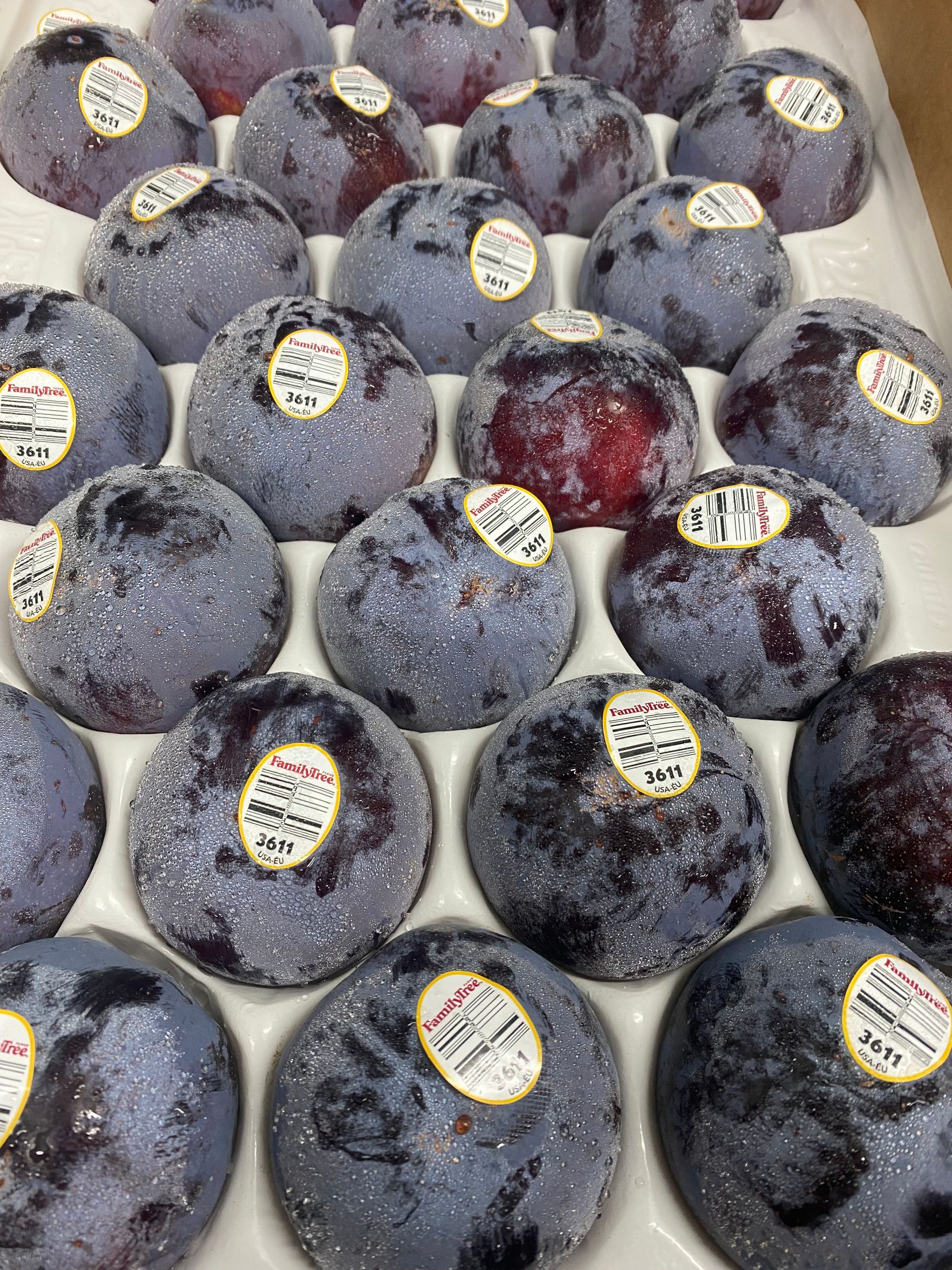 USA Family Tree Plumcot_0