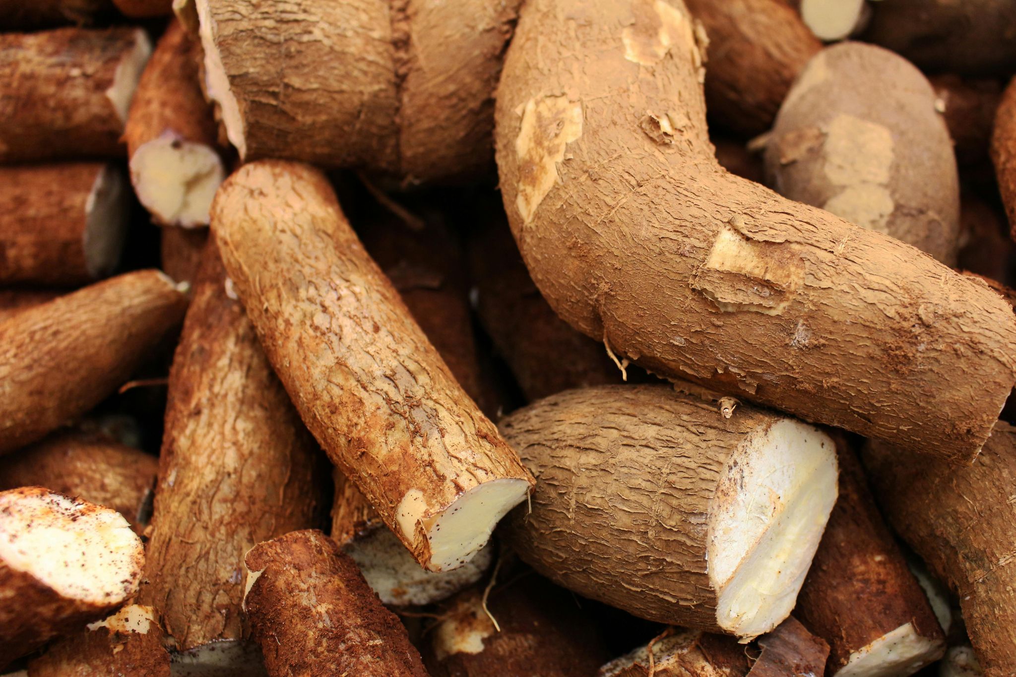 Cassava (muwogo)_0