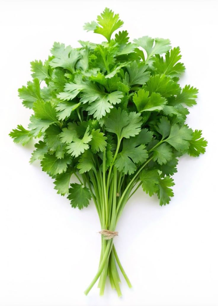 Coriander (dhania)_0