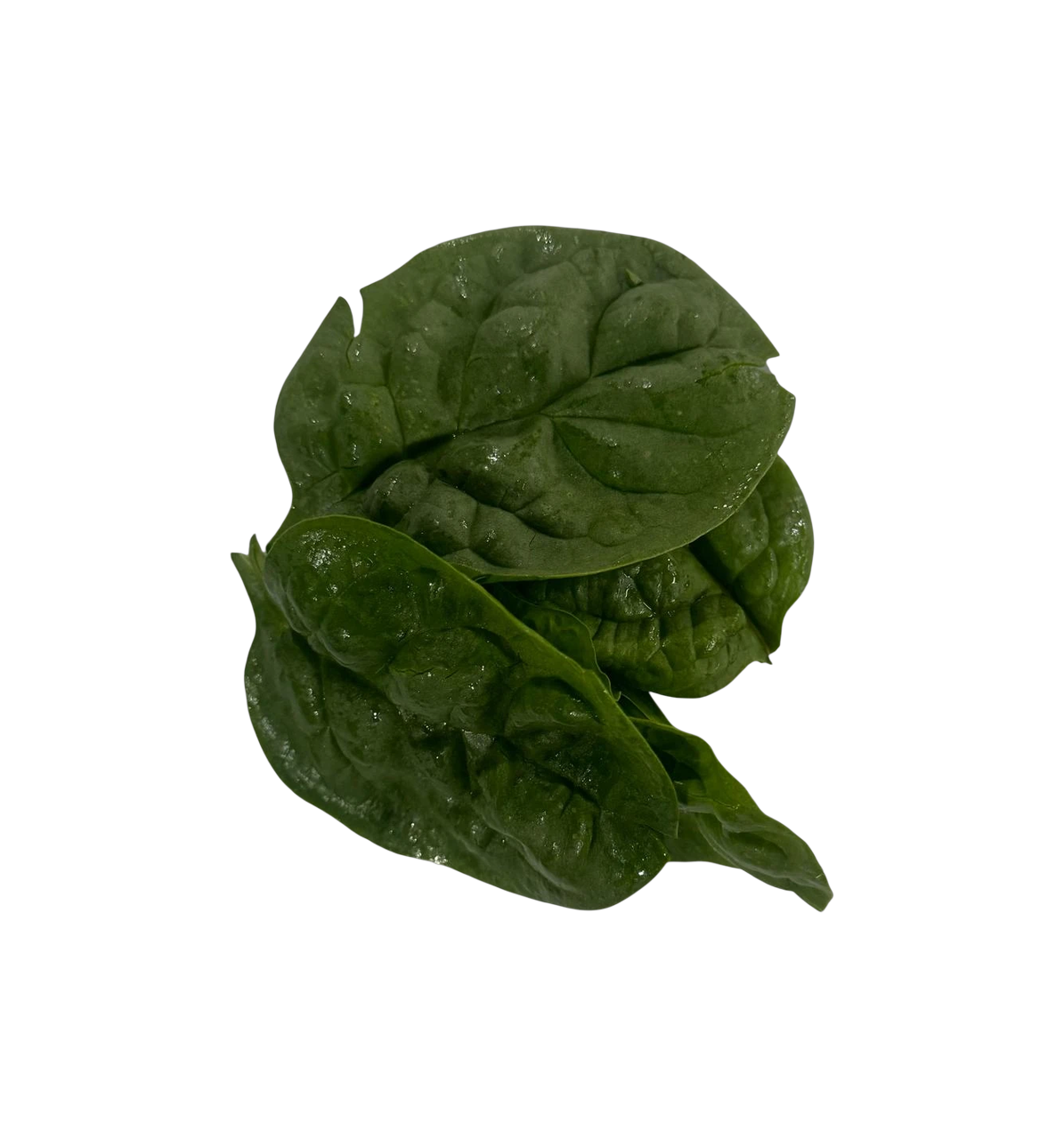 The Green Batch – Spinach / Espinaca_0