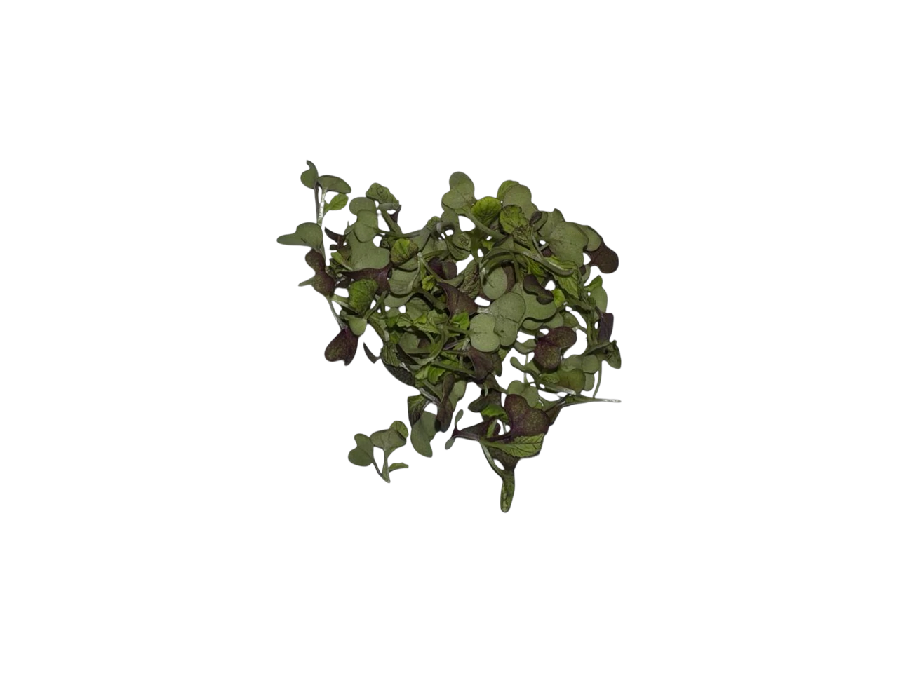 The Green Batch – Purple Mustard Microgreens PET 2oz (57g) / Microgreens de Mostaza Morada PET 2oz (57g)_0