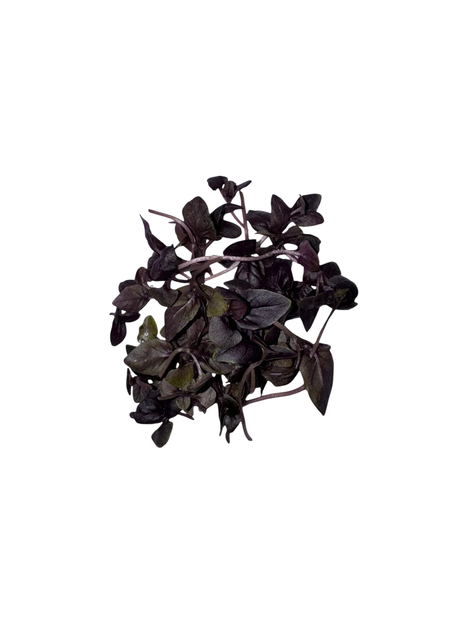 The Green Batch – Purple Basil Microgreens PET 2oz (57g) / Microgreens de Albahaca Morada PET 2oz (57g)_0