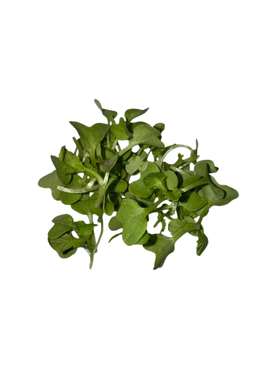 The Green Batch – Green Basil Microgreens PET 2oz (57g) / Microgreens de Albahaca Verde PET 2oz (57g)_0