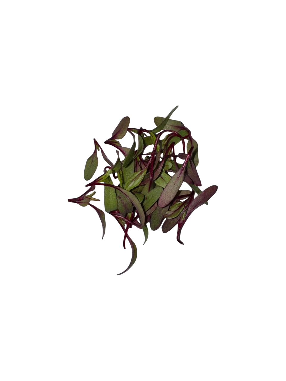 The Green Batch – Chard Microgreens PET 1oz (28g) / Microgreens de Acelga PET 1oz (28g)_0