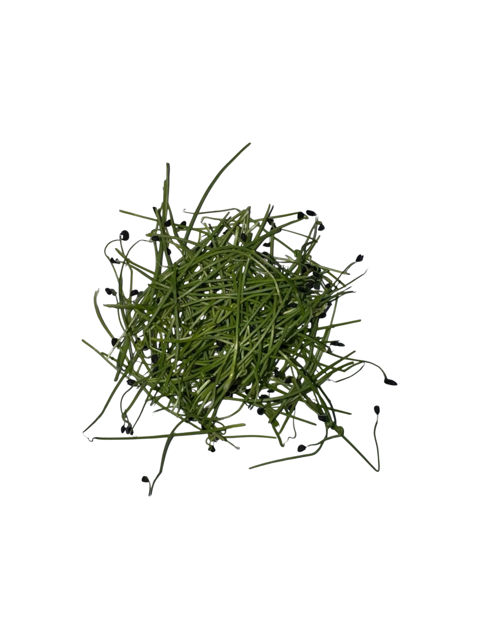 The Green Batch – Leek Microgreens PET 1oz (28g) / Microgreens de Puerro PET 1oz (28g)_0