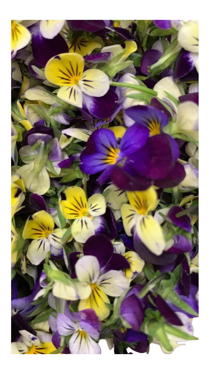 The Green Batch – Sorbet Edible Flowers 50 units / Flores Comestibles Sorbet 50 unidades_0