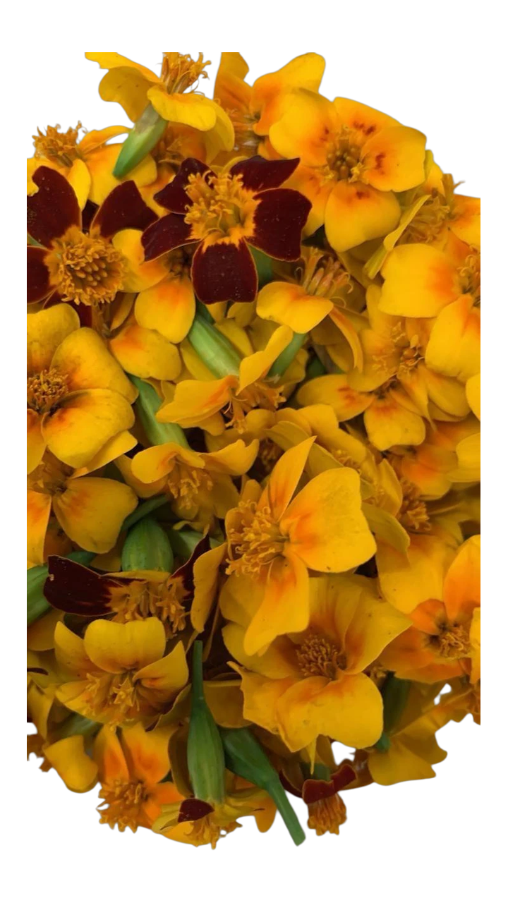 The Green Batch – Mini Gold Edible Flowers 50 units / Flores Comestibles Mini Gold 50 unidades_0