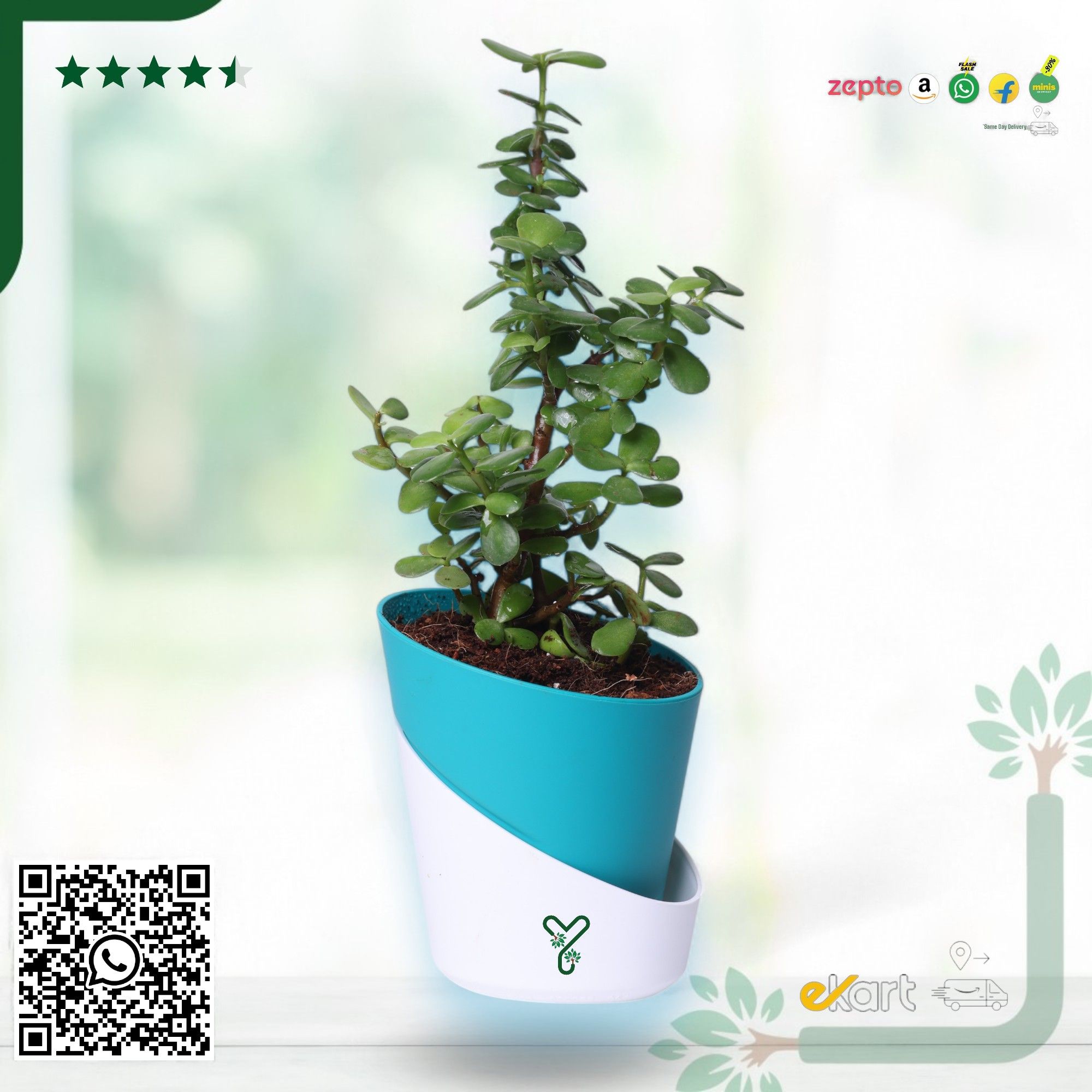Jade Plants in Self Watering Pot -Good Luck Vastu Plant_1
