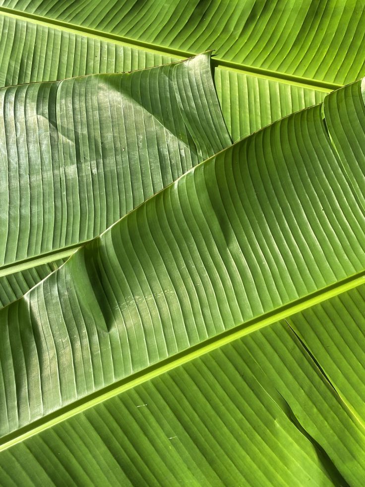 Banana Leaves_0