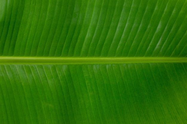 Banana Leaves_1