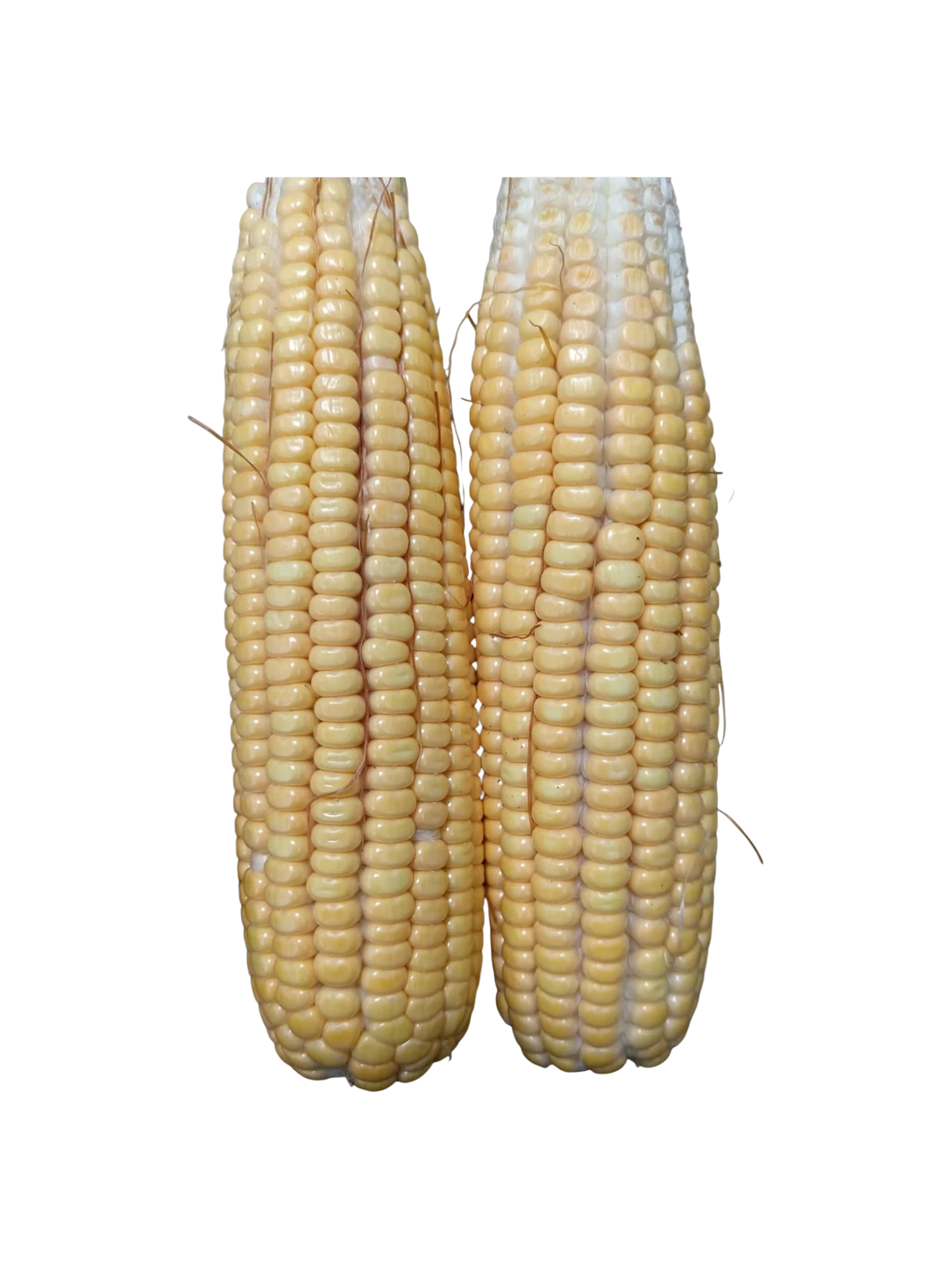 Fresh Corn on the Cob 3 pcs / Mazorcas de maíz nuevo 3 und_0