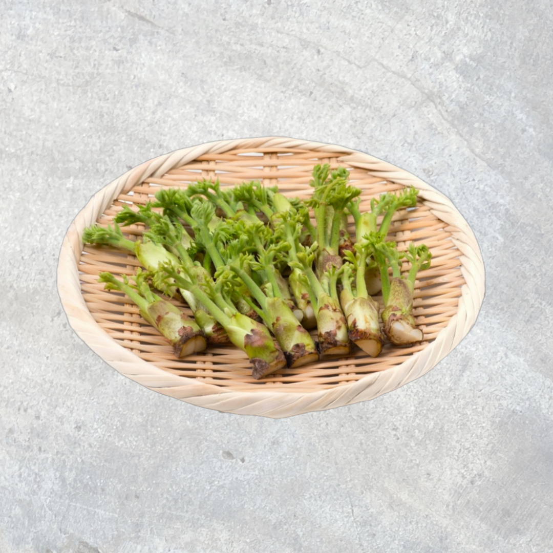 Fatsia Sprout (Dureup), 200g_0