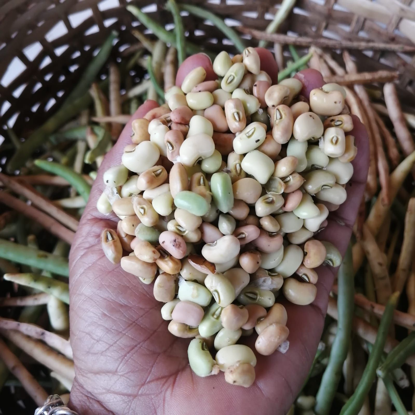 Fresh Bejuco Beans 1 lb / Frijoles de bejuco frescos libra_1