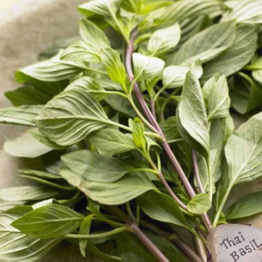 Sweet Basil_0