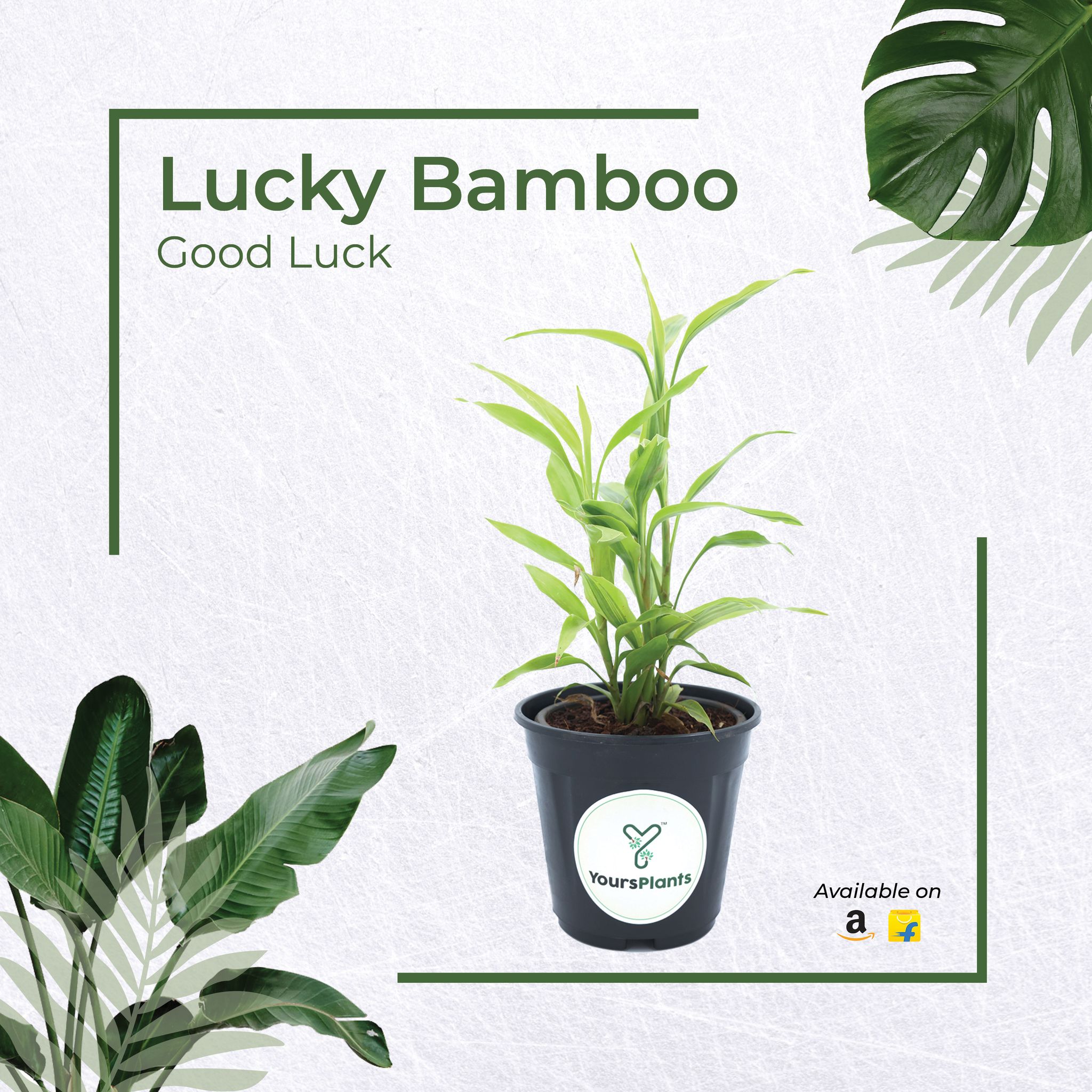 Lucky Bamboo Ribbon Plant (Dracaena Sanderiana) Curly Bamboo Light Green Indoor Plants_0