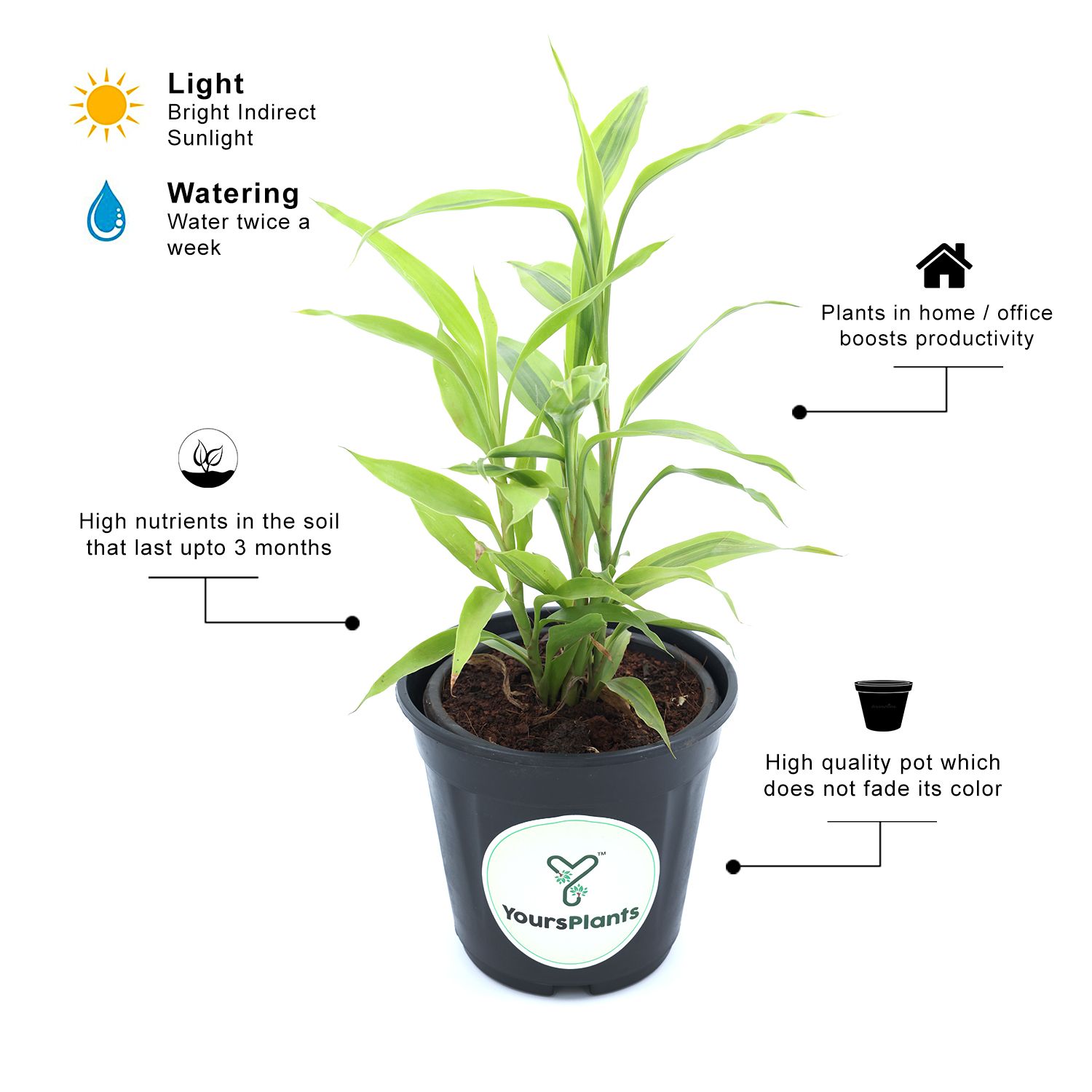Lucky Bamboo Ribbon Plant (Dracaena Sanderiana) Curly Bamboo Light Green Indoor Plants_2
