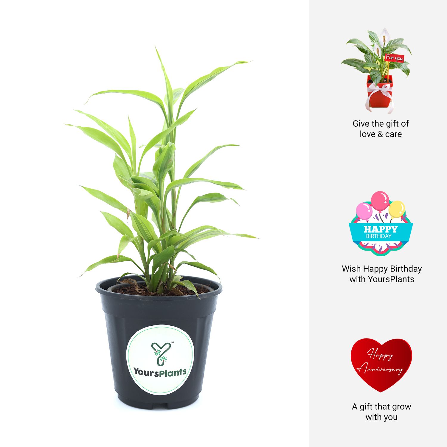 Lucky Bamboo Ribbon Plant (Dracaena Sanderiana) Curly Bamboo Light Green Indoor Plants_4