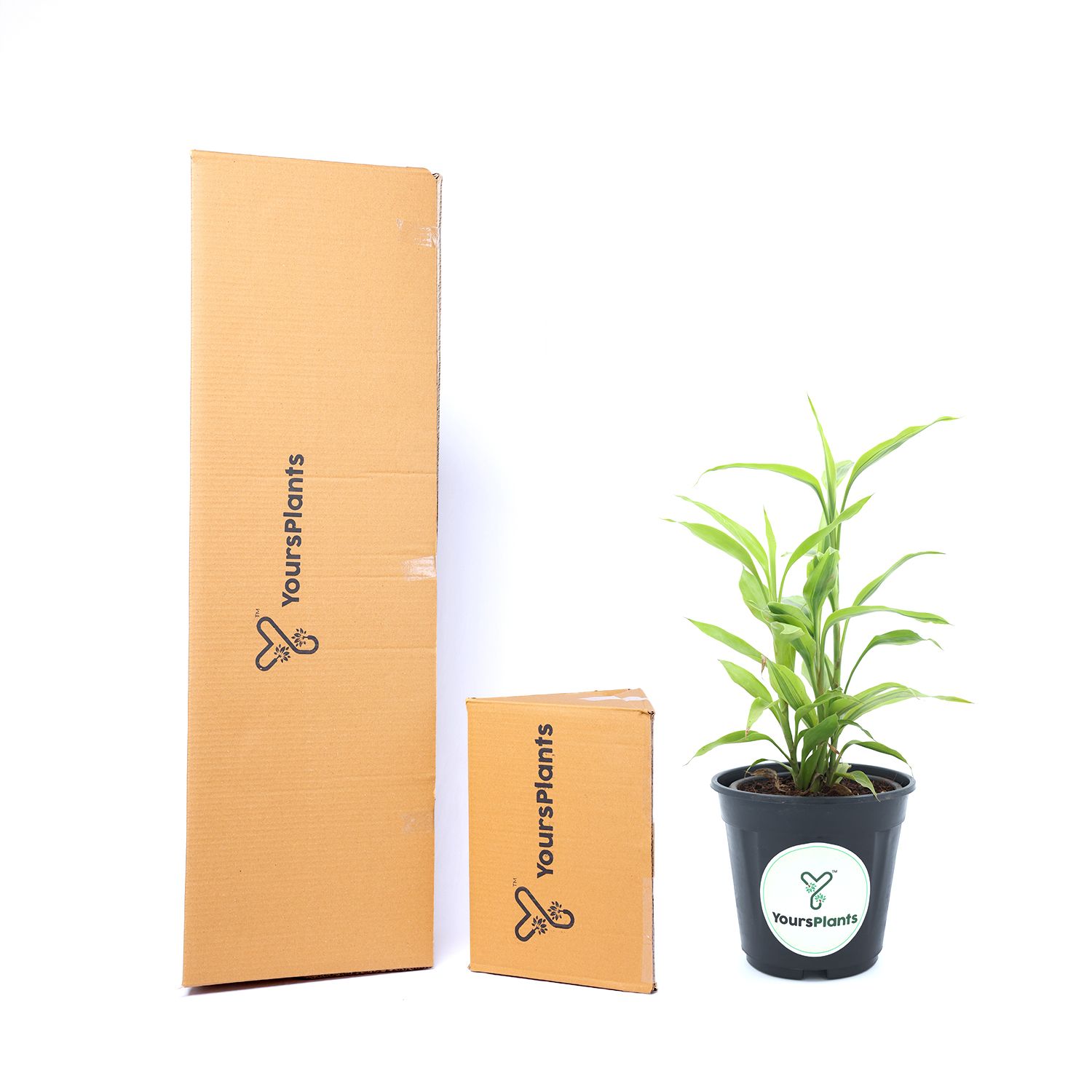 Lucky Bamboo Ribbon Plant (Dracaena Sanderiana) Curly Bamboo Light Green Indoor Plants_5