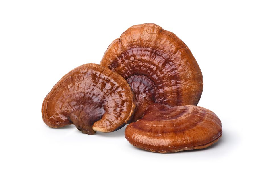 Poudre d’extrait de Reishi_4
