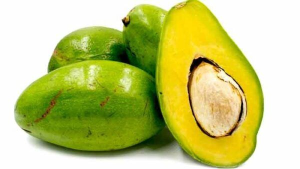Three Avocado Varieties / Tres Variedades de Aguacate_2