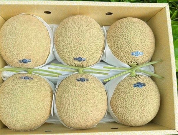 Japan Shizuoka Melon _0