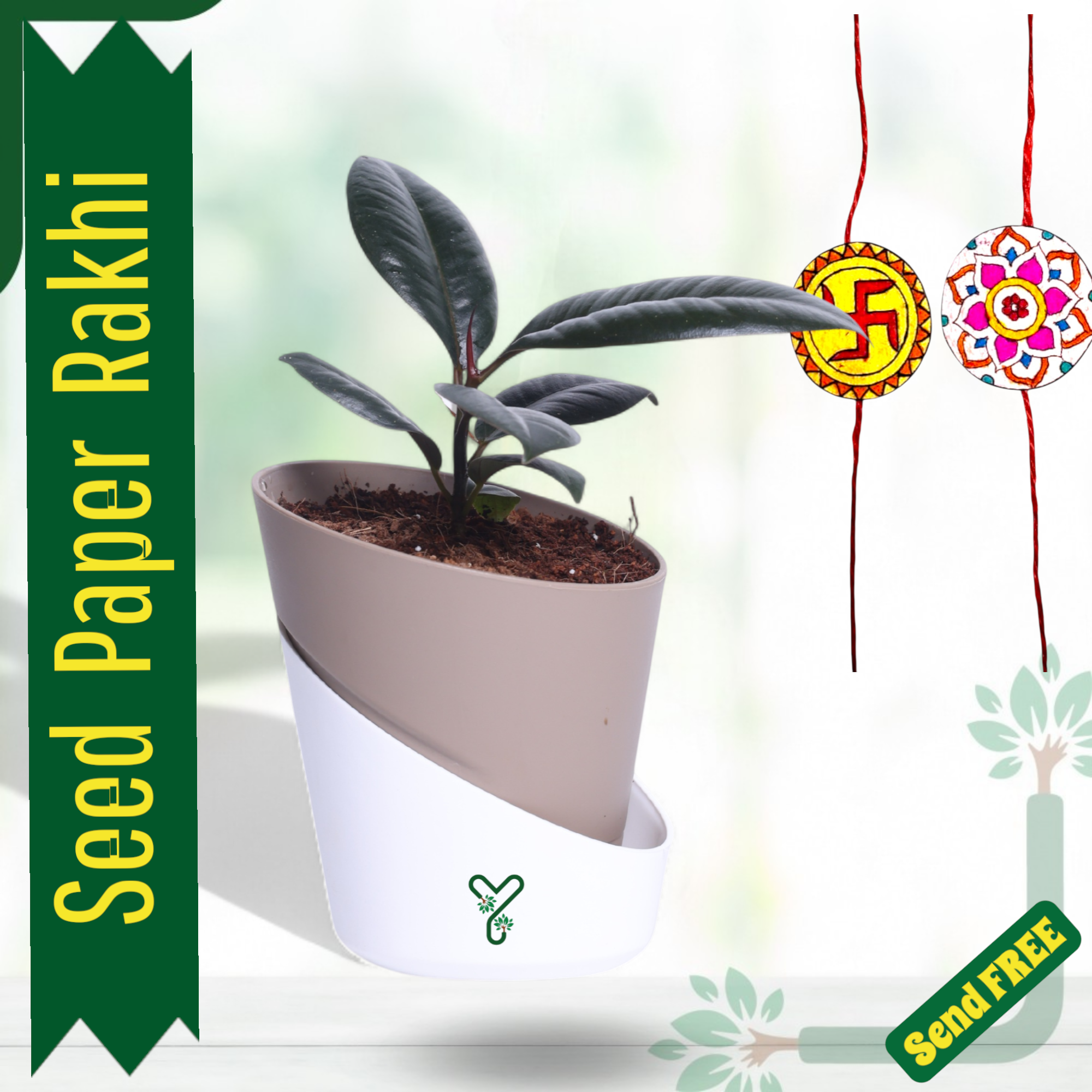 Rubber Plant in Atlantis Self-Watering Pot – Low Maintenance Indoor Plant for Home & Office Decor_0
