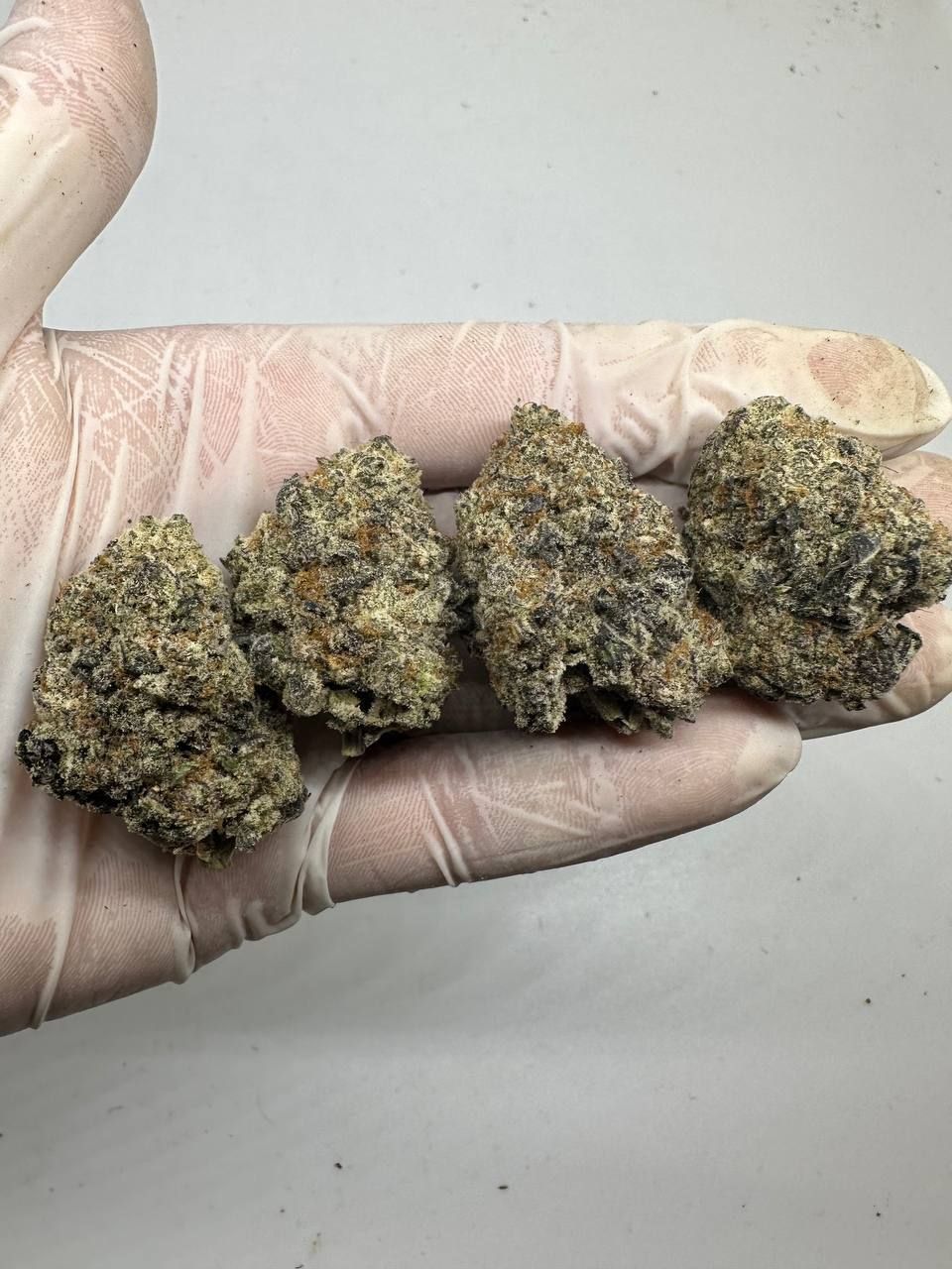 🇺🇸🇳🇱 Dutch Cali – Purple Punch (Larry OG x Granddaddy Purple)_2