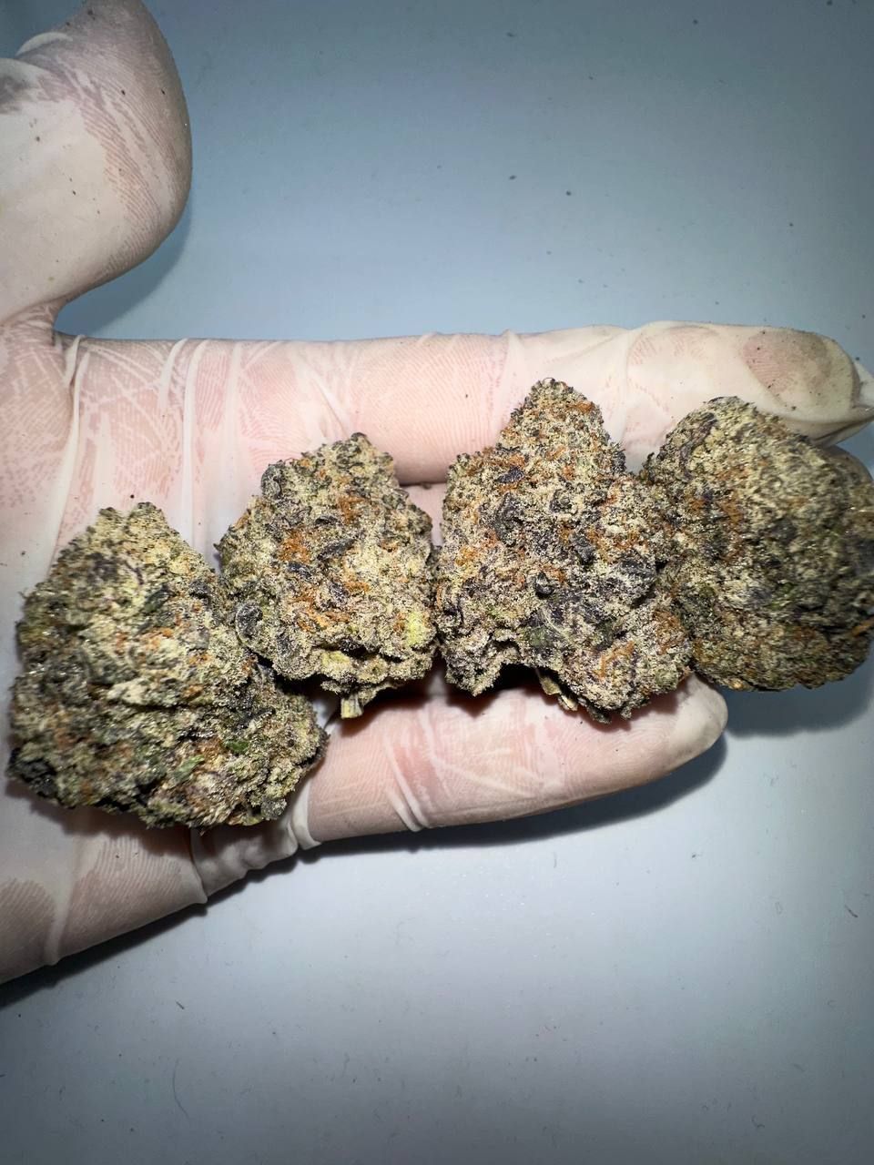 🇺🇸🇳🇱 Dutch Cali – Purple Punch (Larry OG x Granddaddy Purple)_1