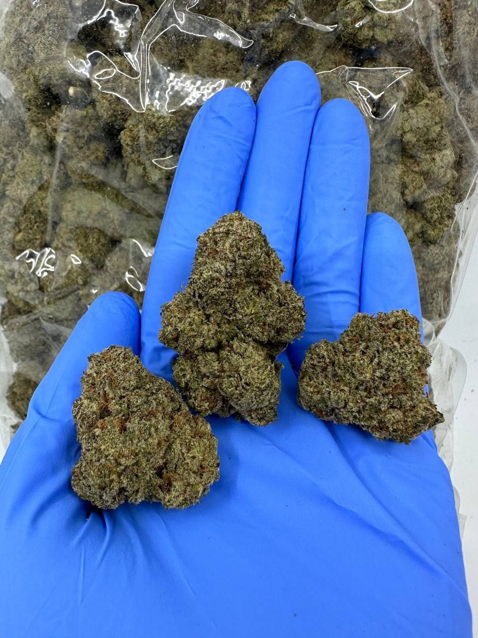 🇳🇱🇺🇸 Dutch Cali – Zkittlez x Rainbow 🍭🍬_0