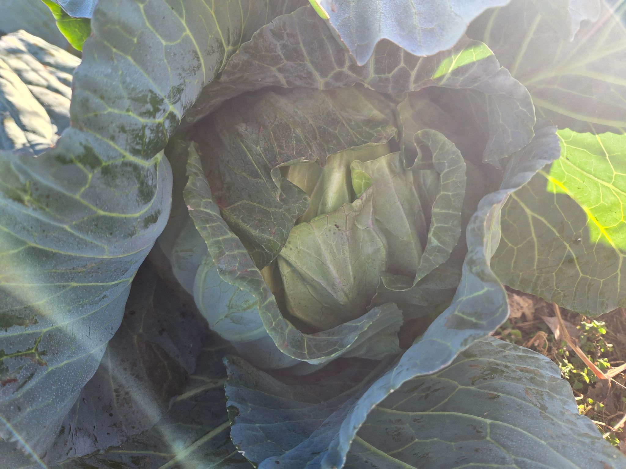 Green cabbage - organic_0