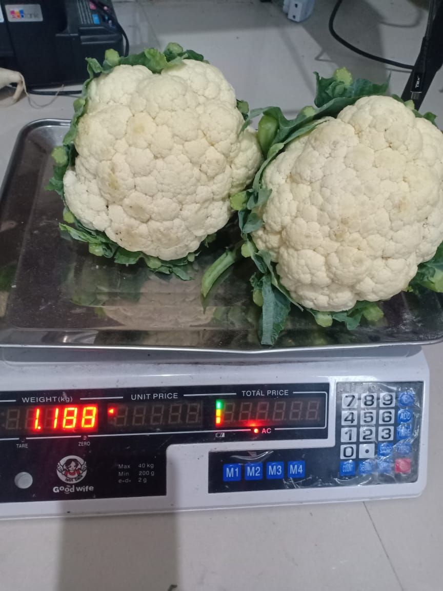 Bunga Kol / Brungkul / Kembang Kol_2