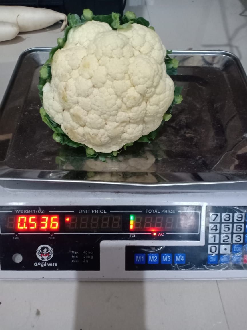 Bunga Kol / Brungkul / Kembang Kol_0