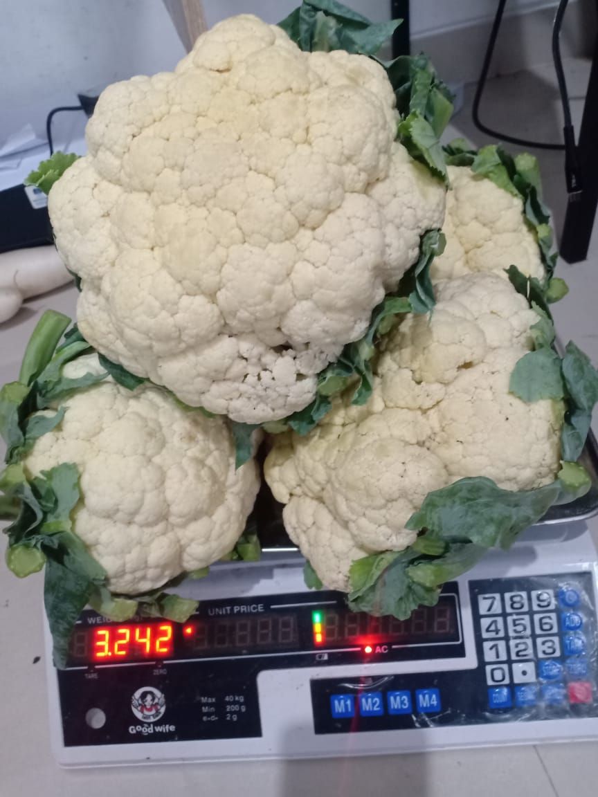 Bunga Kol / Brungkul / Kembang Kol_3