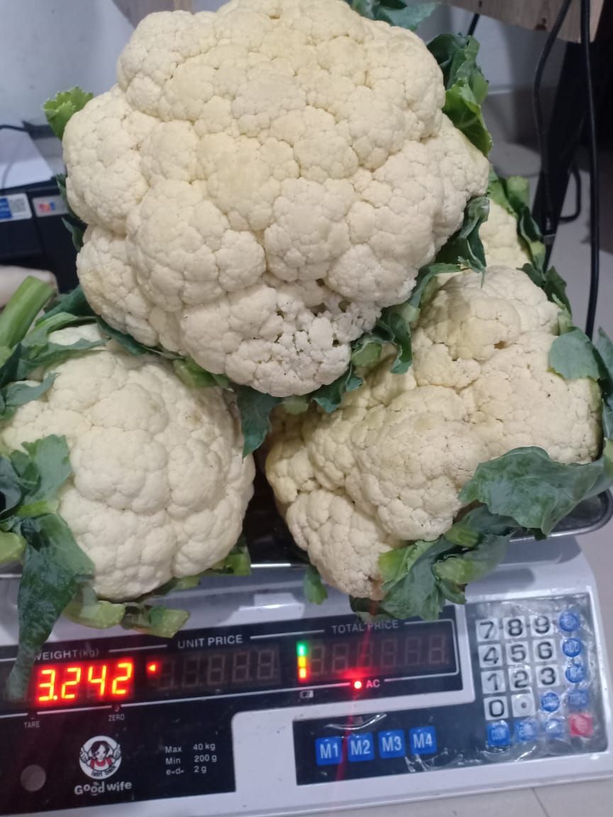 Bunga Kol / Brungkul / Kembang Kol_1