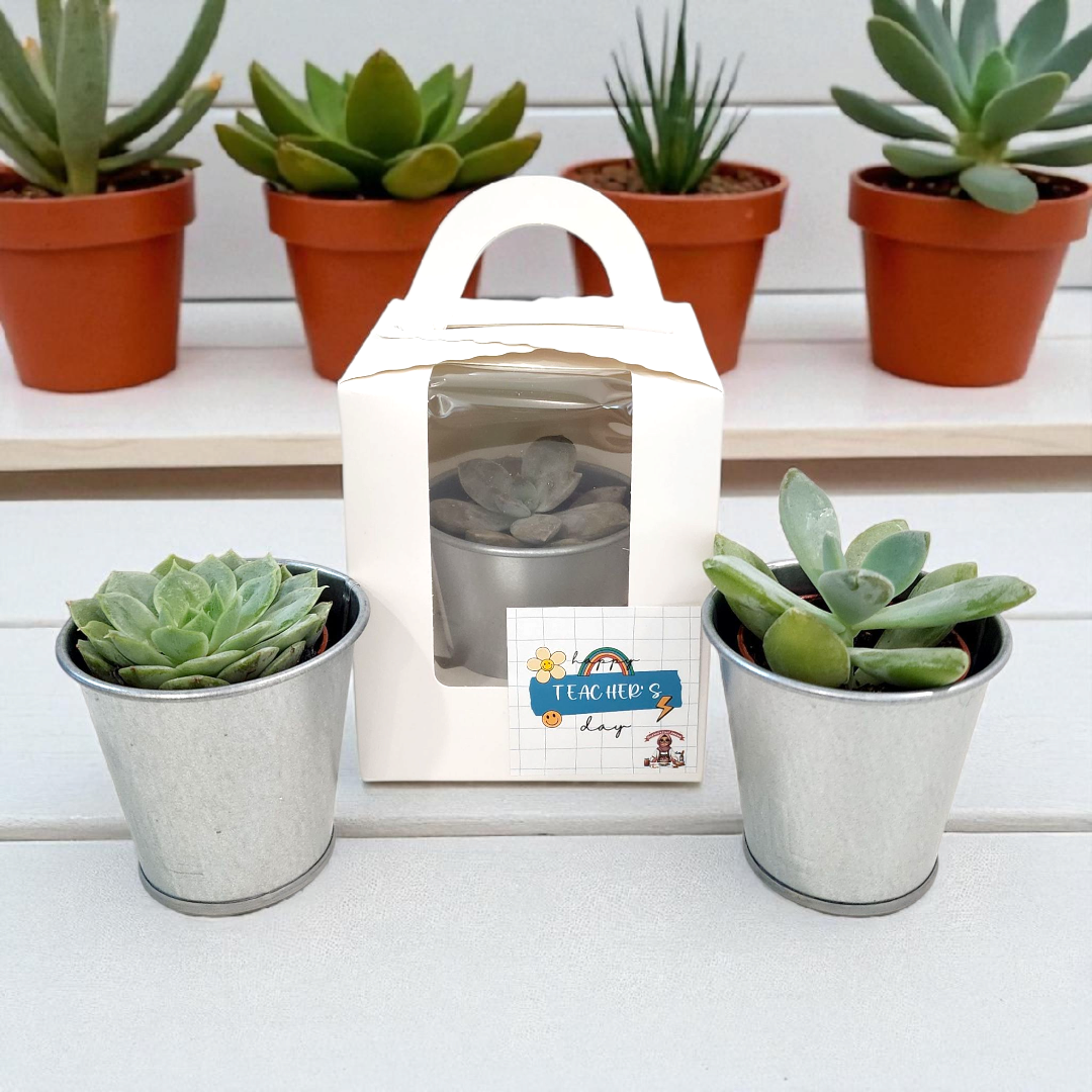 Teacher's Day Succulent Plant from Bunga by Shartini_0