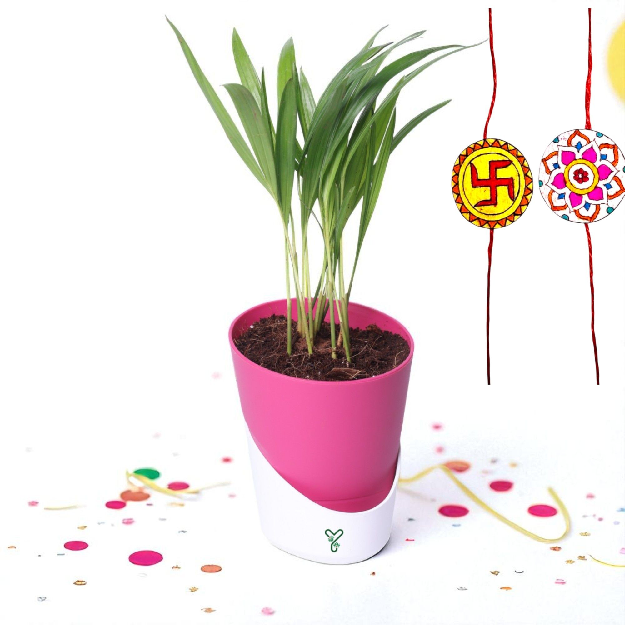 Air-purifier Areca Palm 4-inch Self Watering Pot - Perfect Office or Home Decor_0